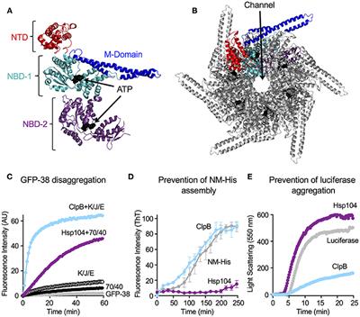 Substrate Discrimination by ClpB and Hsp104